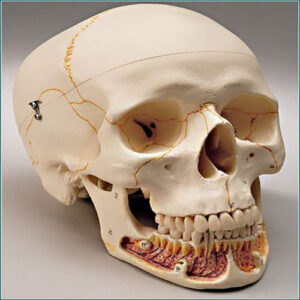 DENTAL EXAMINATION SKULL